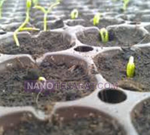 trance plant production
